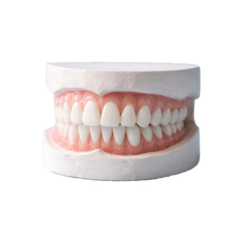 Dental model showing full upper and lower teeth with pink gums on a white base