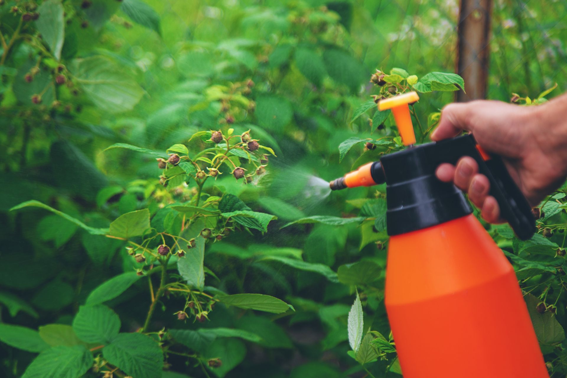 Persona che spruzza una pianta con uno spruzzatore a pompa arancione e nero in un giardino.