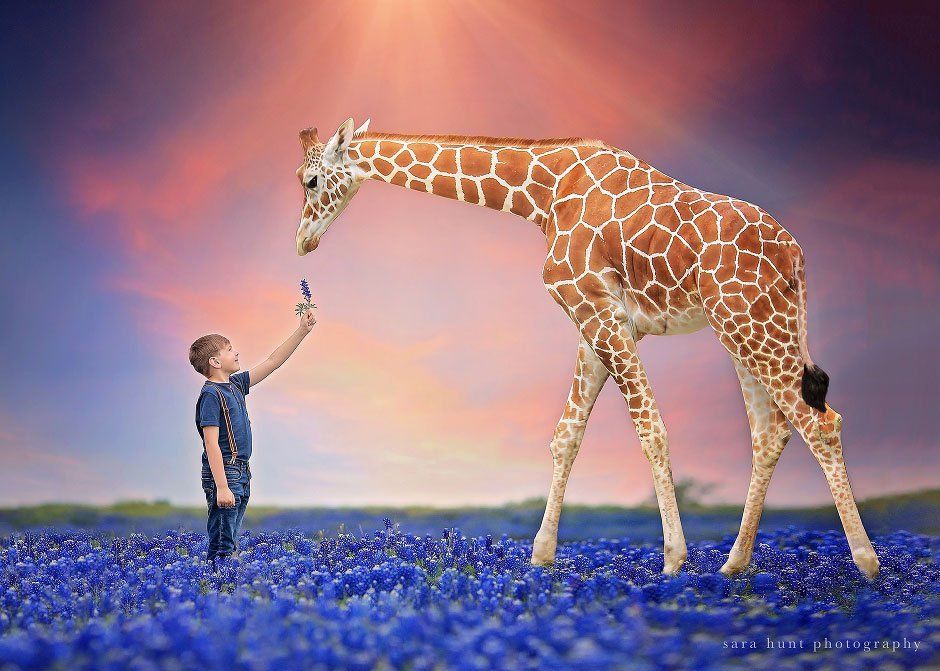Boy giving bluebonnet to giraffe — Pearland, TX — Sara Hunt Photography