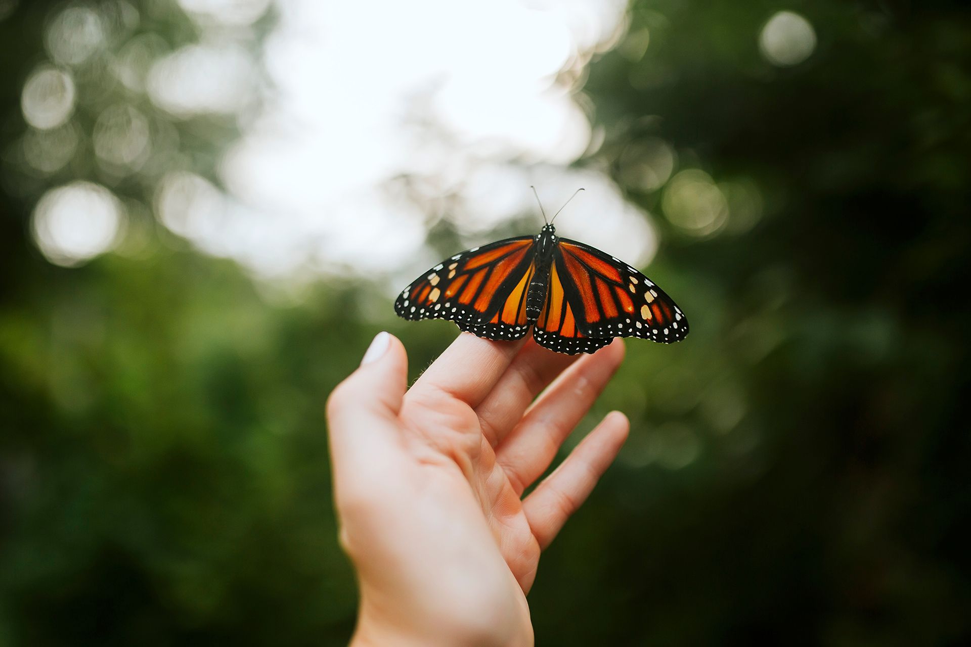 Orange-and-black butterfly perched on a hand against a blurred green background