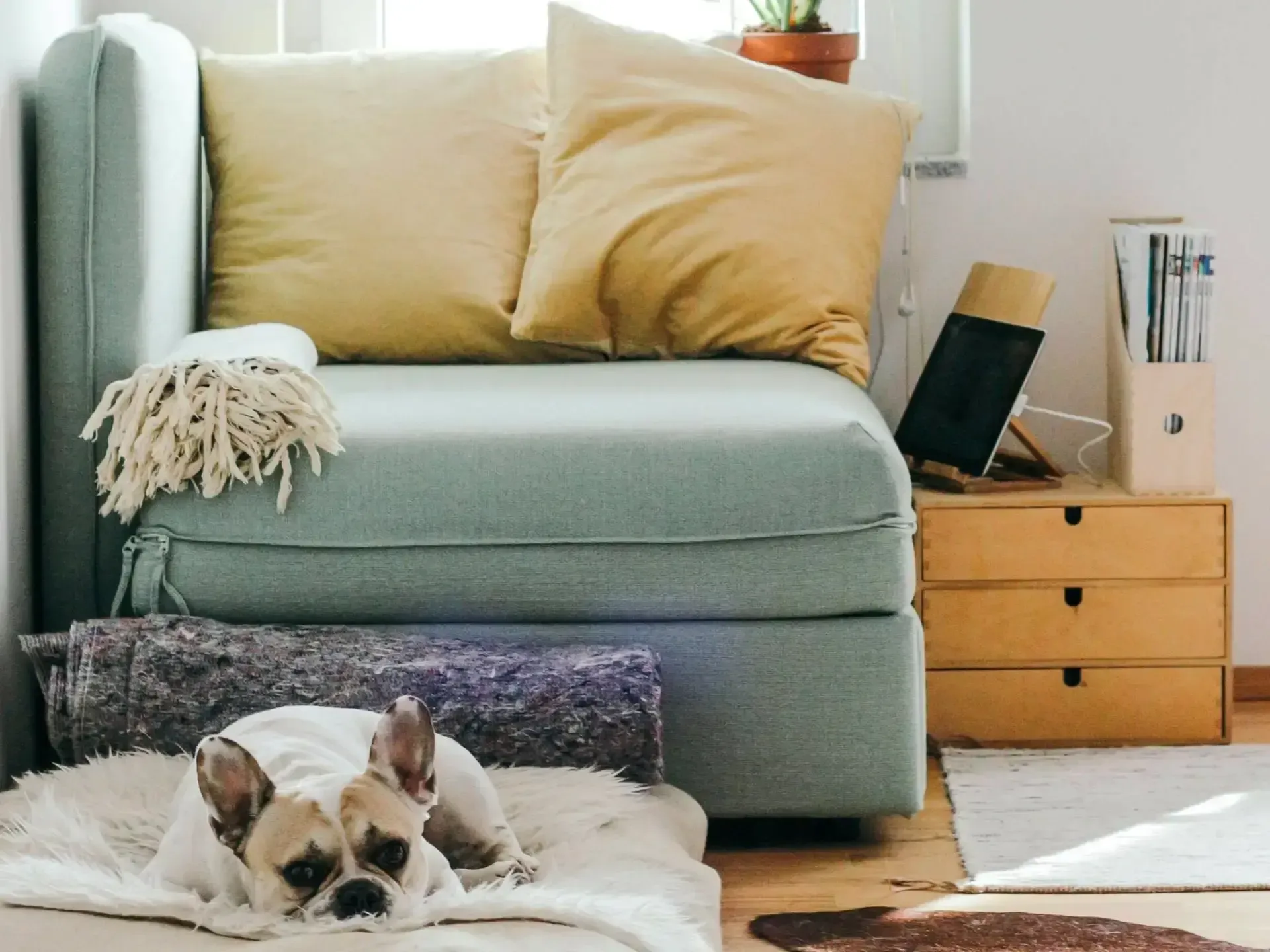 Buying your dream home with NZ Mortgage Advice