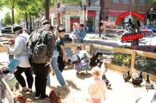 People feeding ducks in a sunny park near a bench and brick building