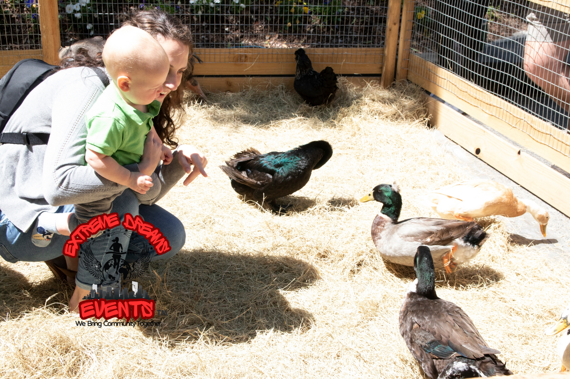 Child feeding ducks in a sunlit enclosure with hay and wire fencing