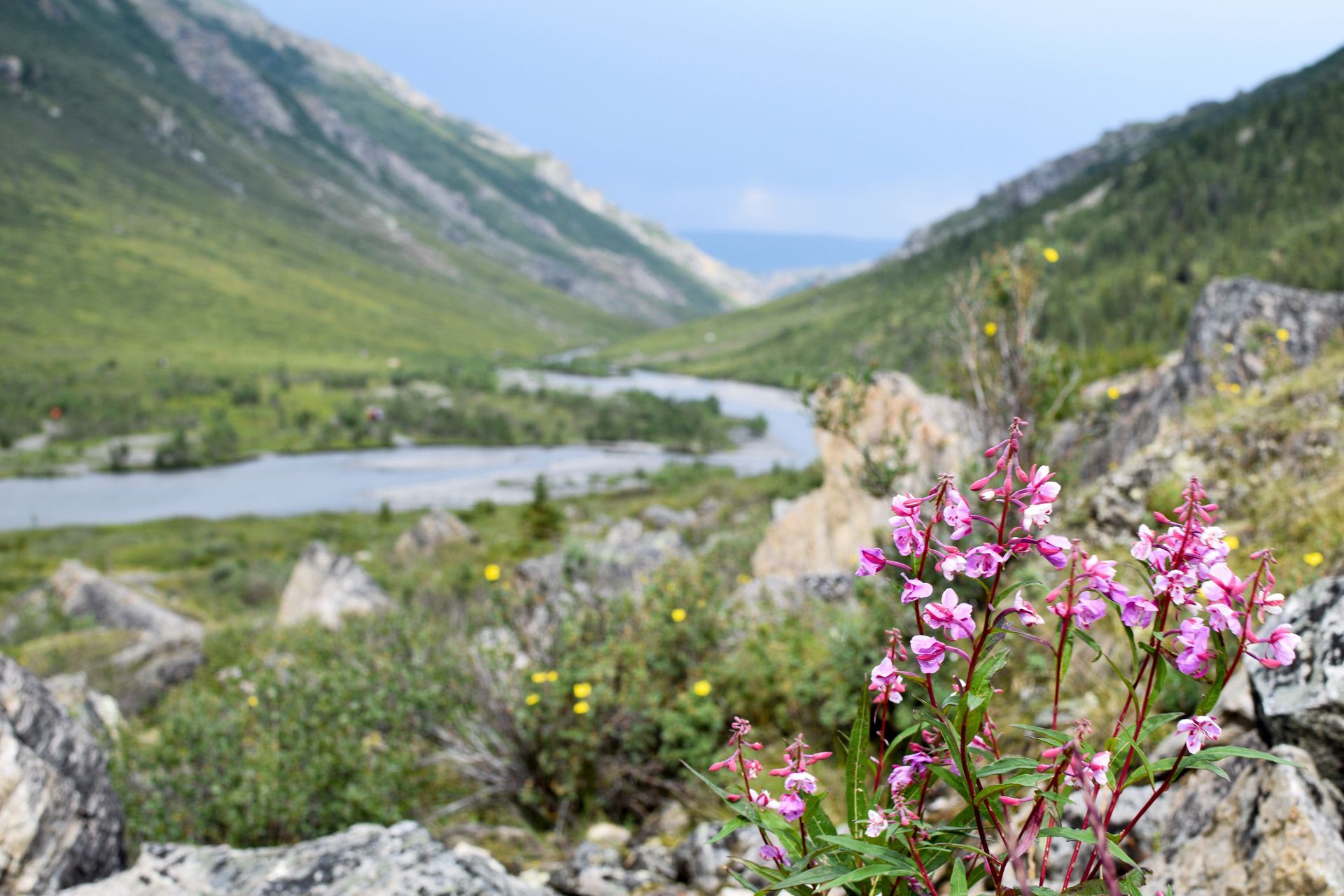 Pink wildflowers in rocky foreground beside a winding river through a green mountain valley