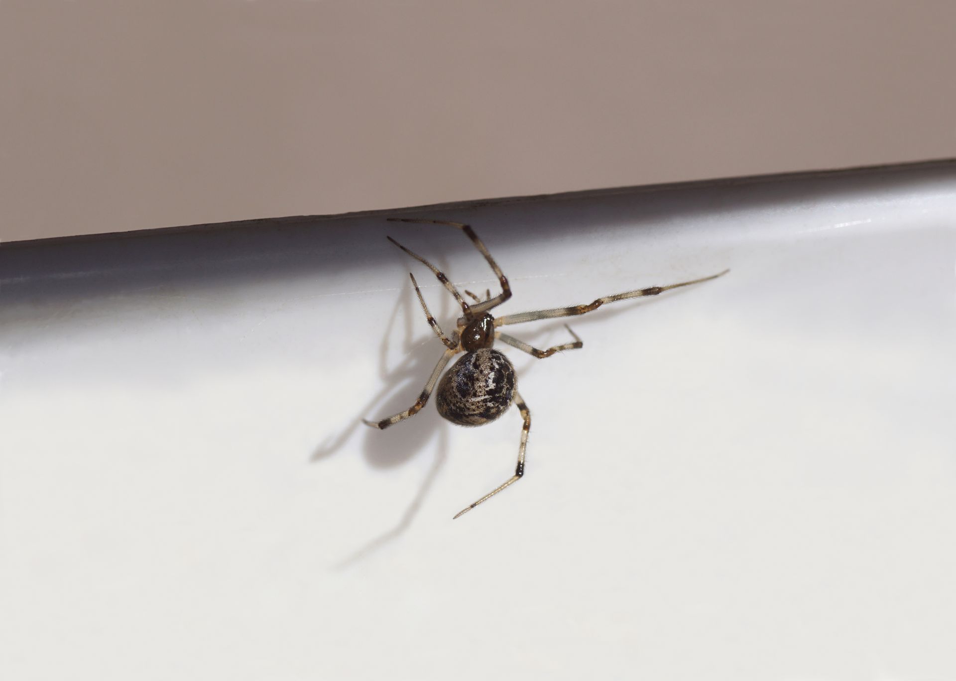 A small spider