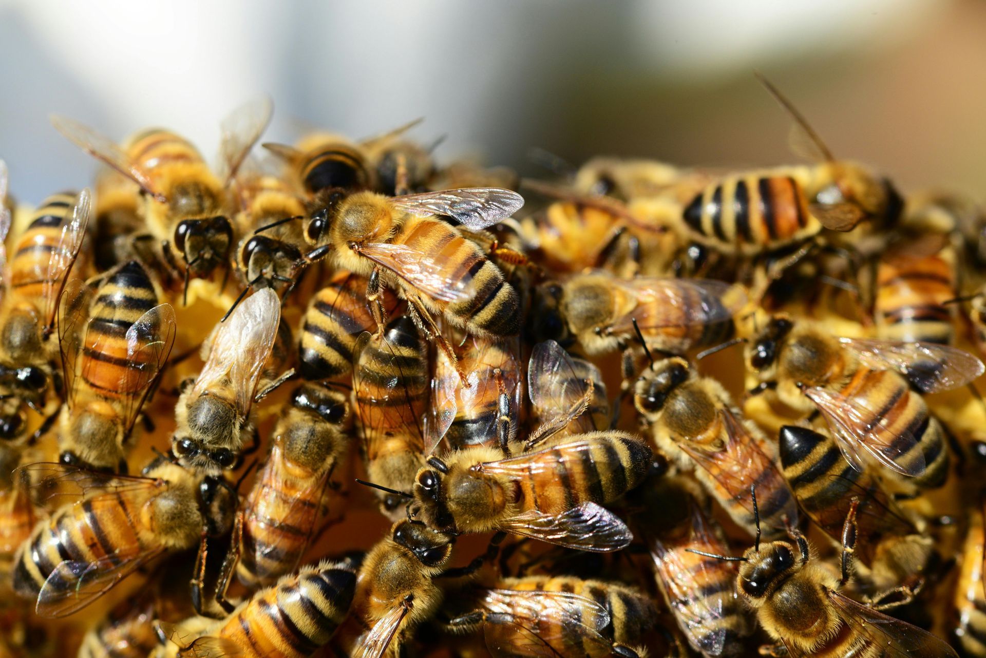 A wasp nest
