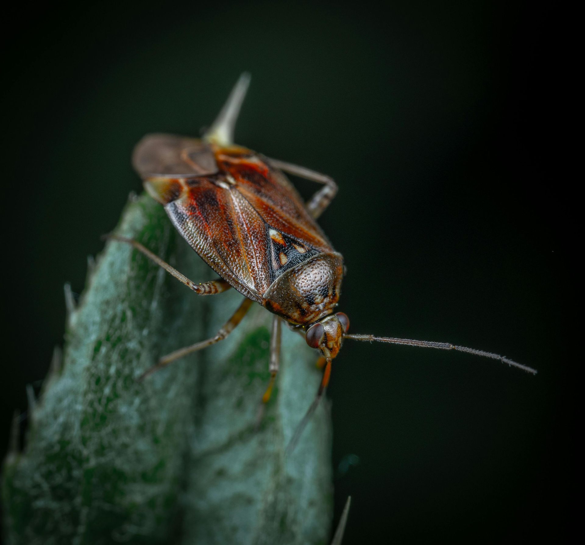 Ant colonies