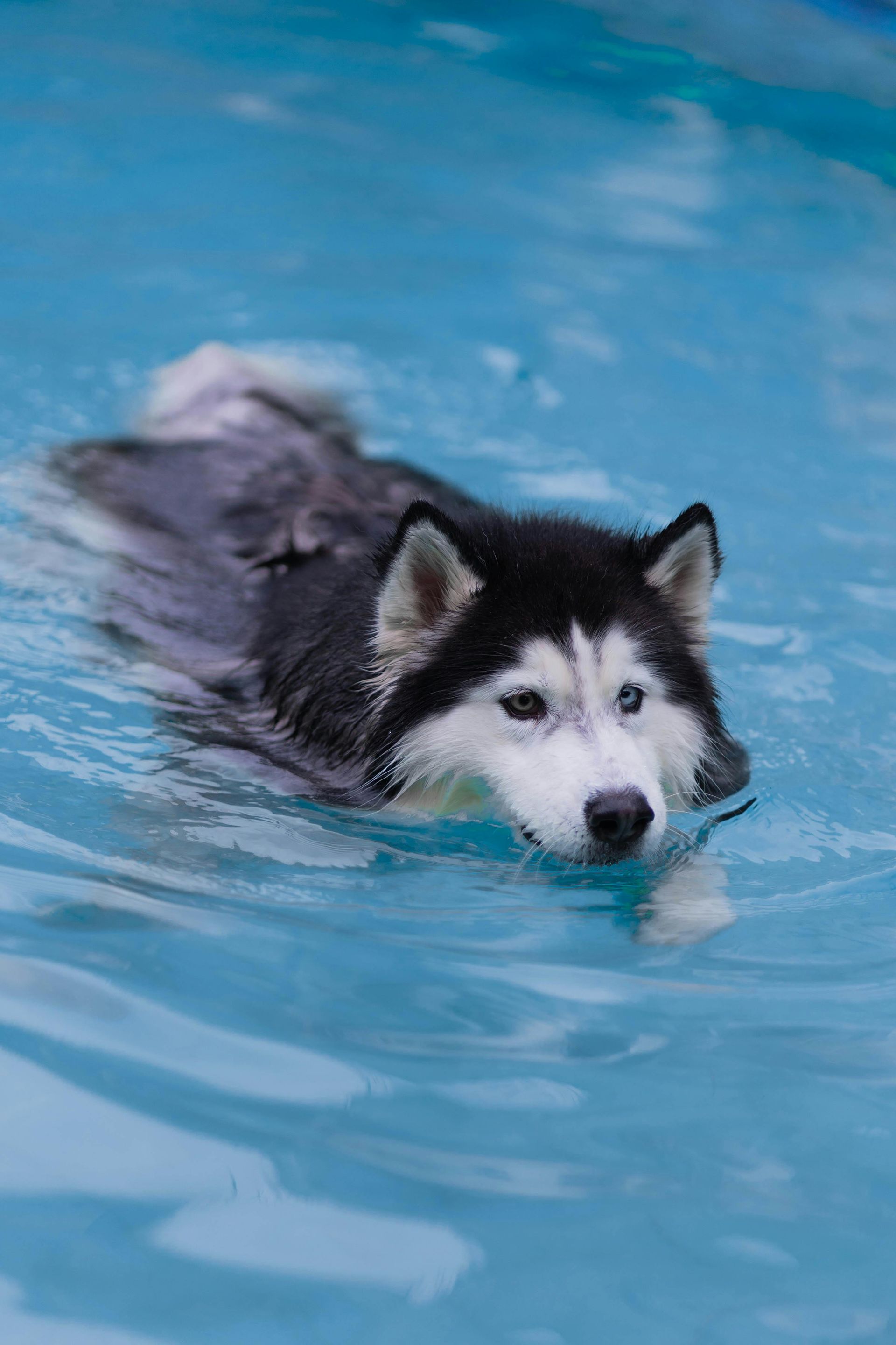 A husky dog is swimming in a pool.