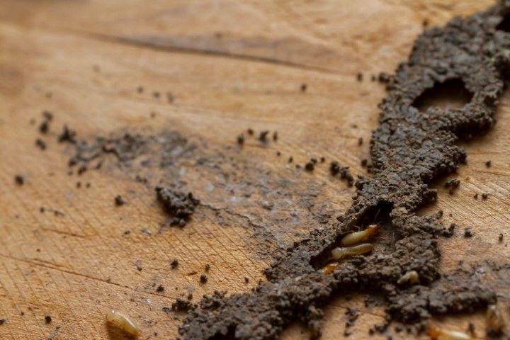 An image of Pest Control in Murphy, TX
