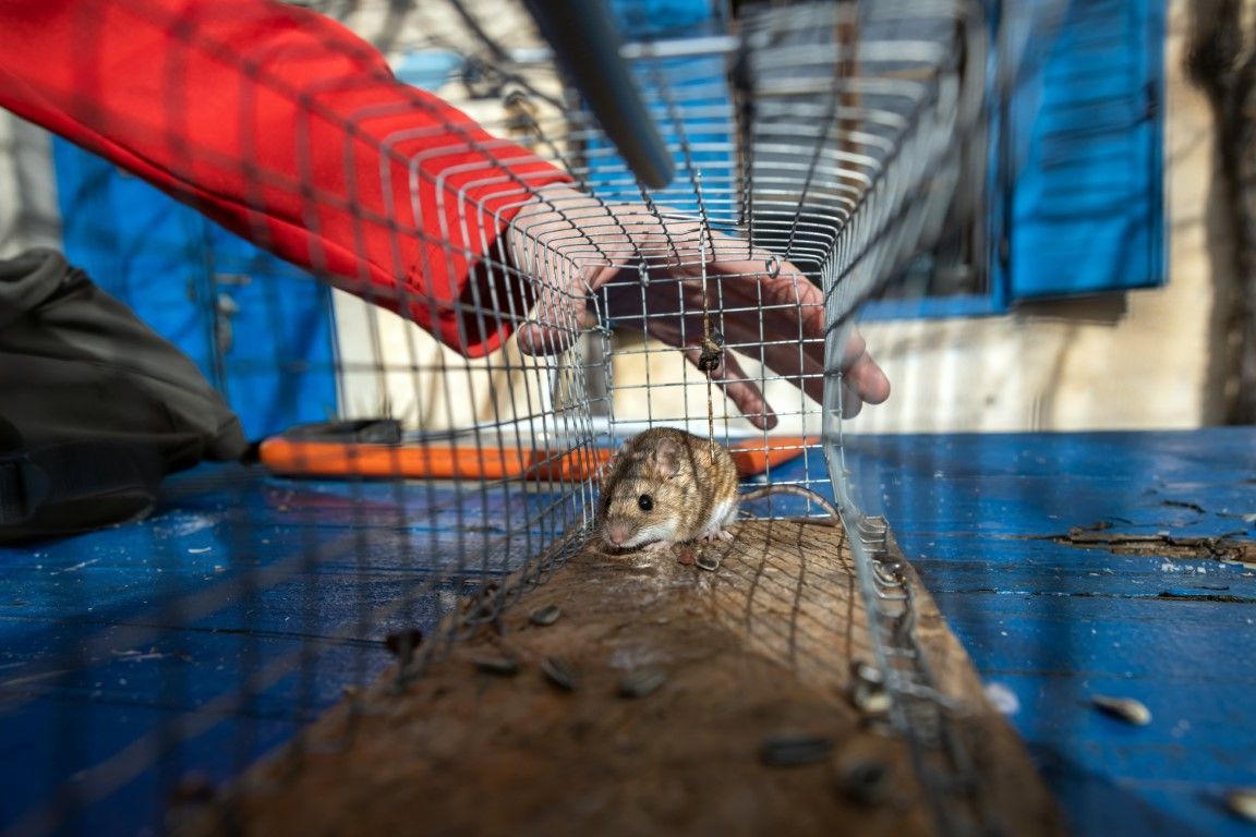 An image of Pest Control in Murphy, TX