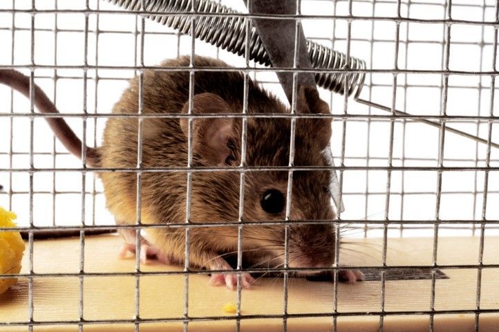 An image of Rodent Control in Murphy, TX