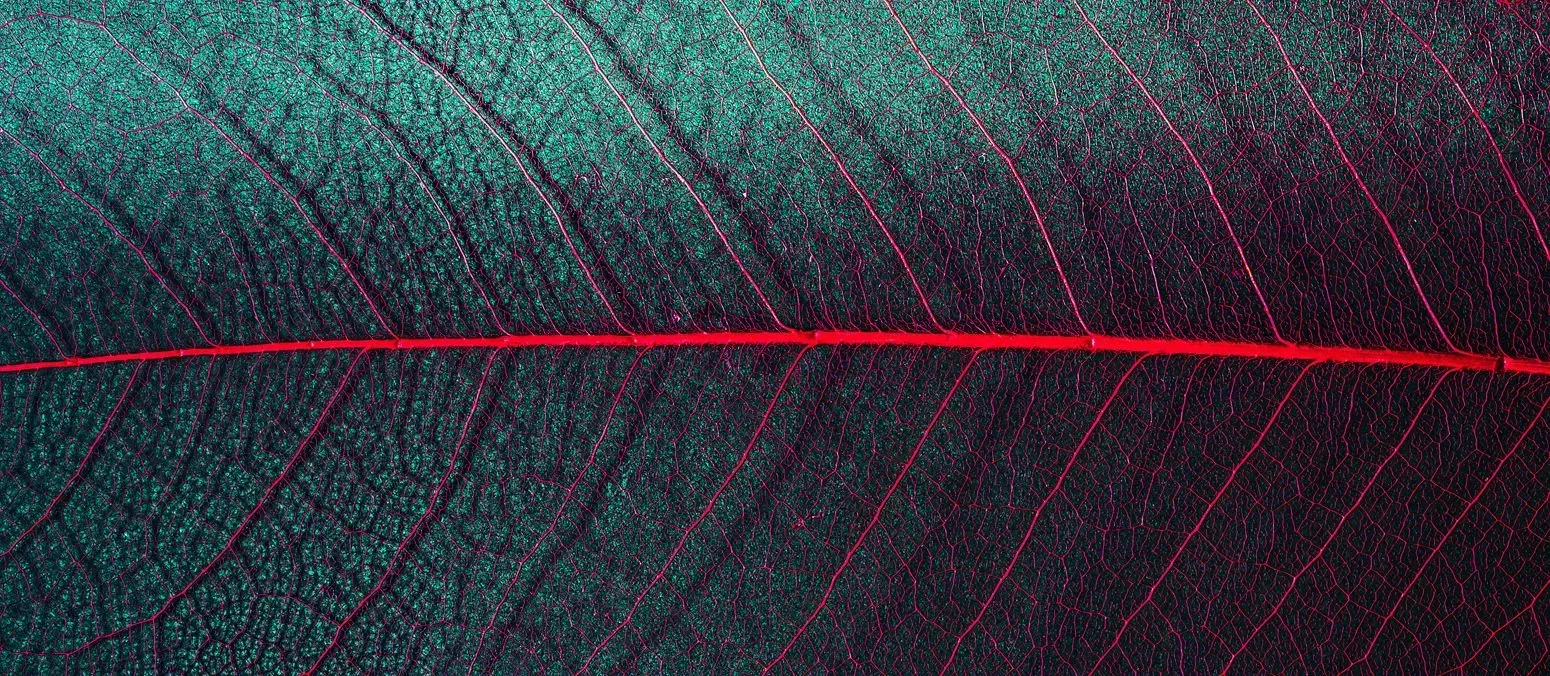 Close-up of a textured leaf with a bright red vein across a dark green and purple background