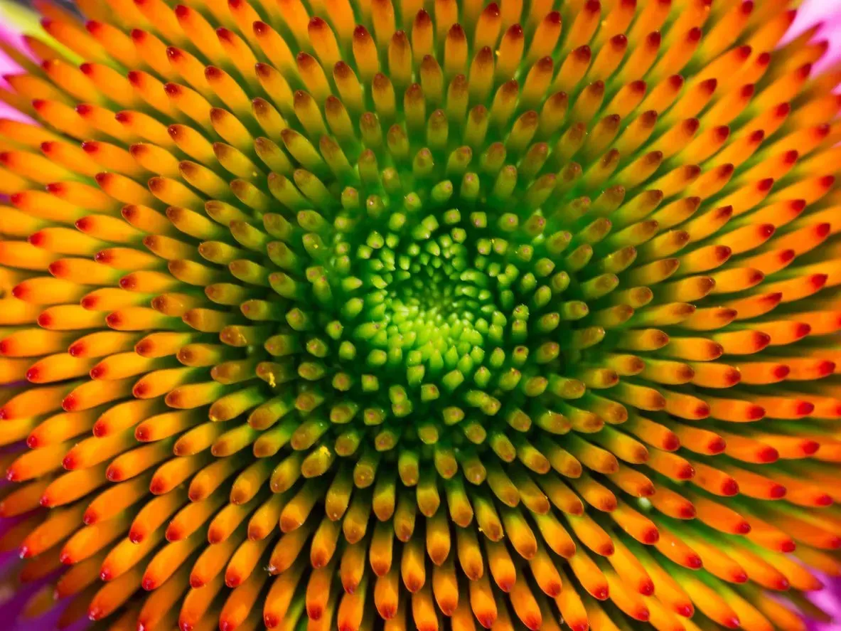 Abstract close-up of a vibrant green, yellow, and orange spiral pattern with radiating textured petals