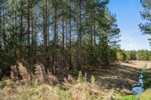 Trees — Glen Allen, VA — Le Gault Homes
