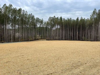 Wide open sandy field bordered by tall pine trees under a cloudy sky
