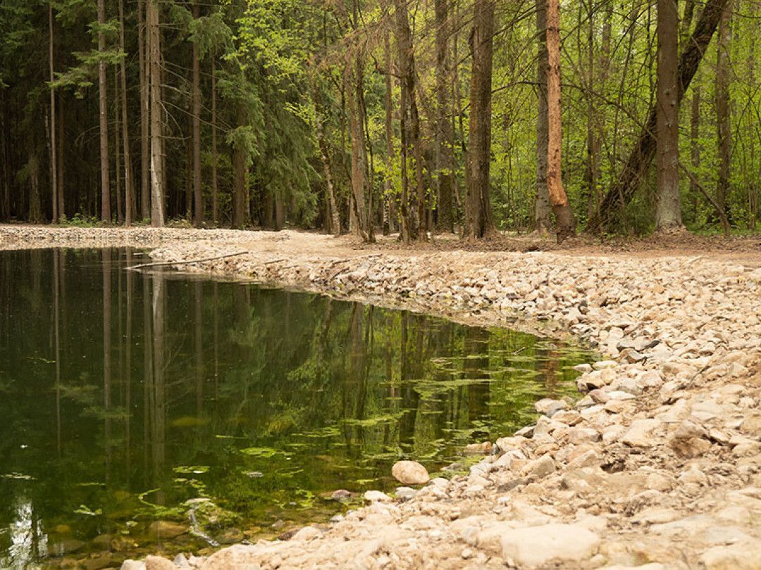 Rocky shoreline beside a calm green pond in a forest with tall trees and spring foliage
