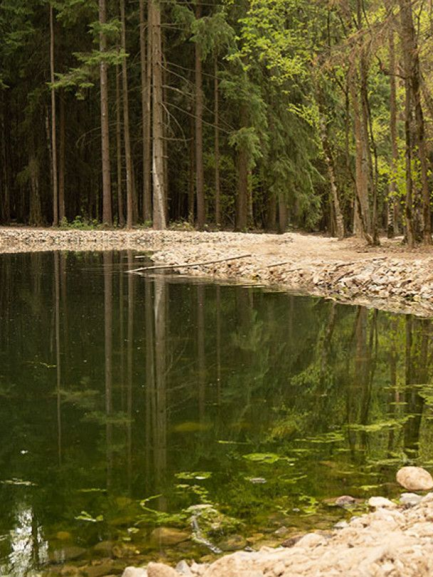 Calm forest pond with reflective water, sandy shore, and tall trees in the background
