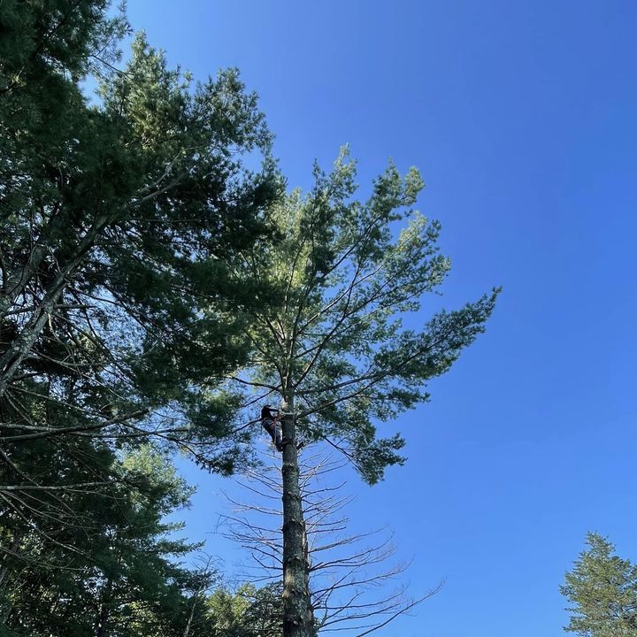 Tall pine tree against a bright blue sky, framed by surrounding green treetops.
