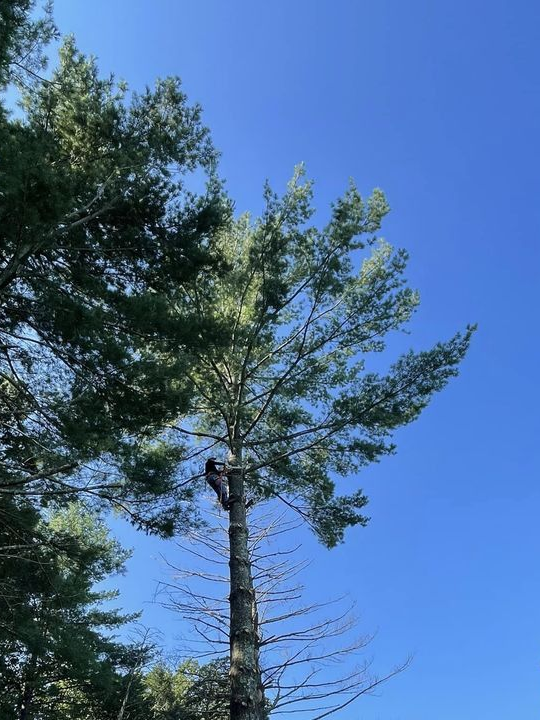 Tall tree with sparse branches against a clear blue sky, framed by leafy trees on the left.