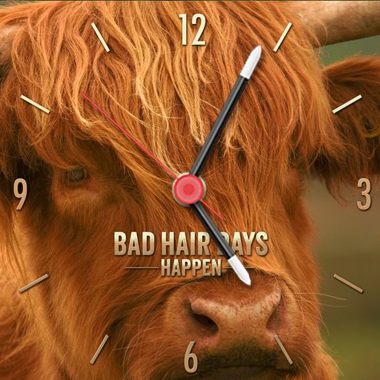 Bad hair days clock. Close up photograph of a Highland Cow with curly untidy hair over her face, square format.