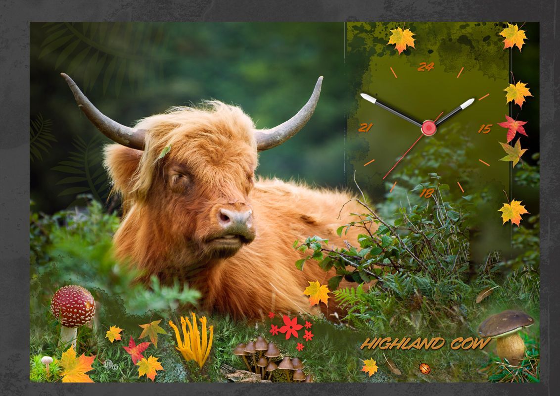 Highland cow clock. Highland cow, I photographed locally. Sat enjoying the sunny weather.
