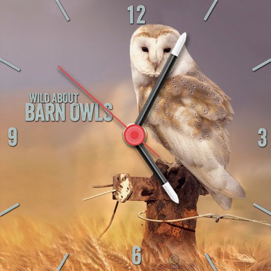 Barn owl resting on a rusty post on the edge of a farmers field.