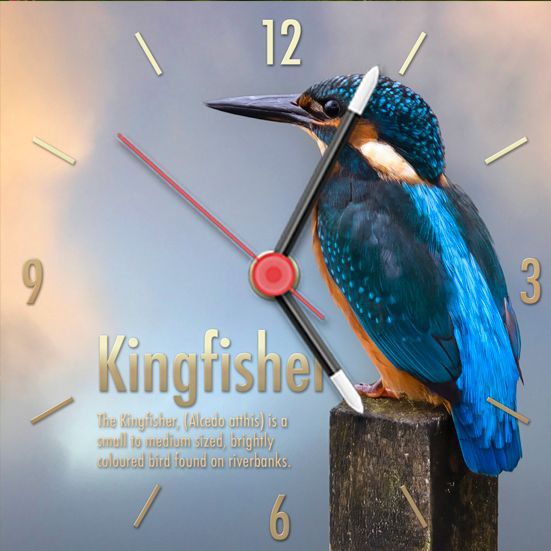 Kingfisher square clock. I photographed this Kingfisher, not far for where I live. One of my favourite little Bristish birds.