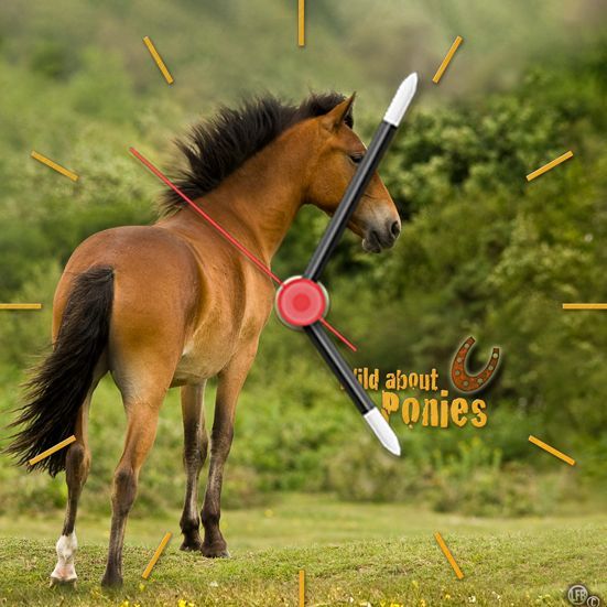 Forest Yearling clock. Photograph of a fine Forest pony in square clock format. Also avaiiable a a large clock.