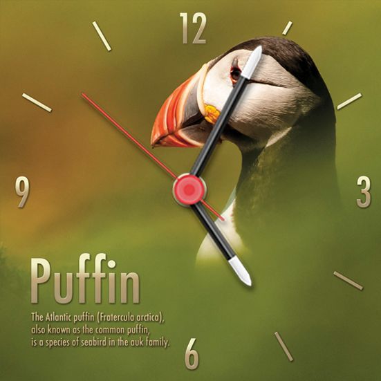 Puffin clock. This is a popular little sea bird also called a sea parrot. Square clock format only.