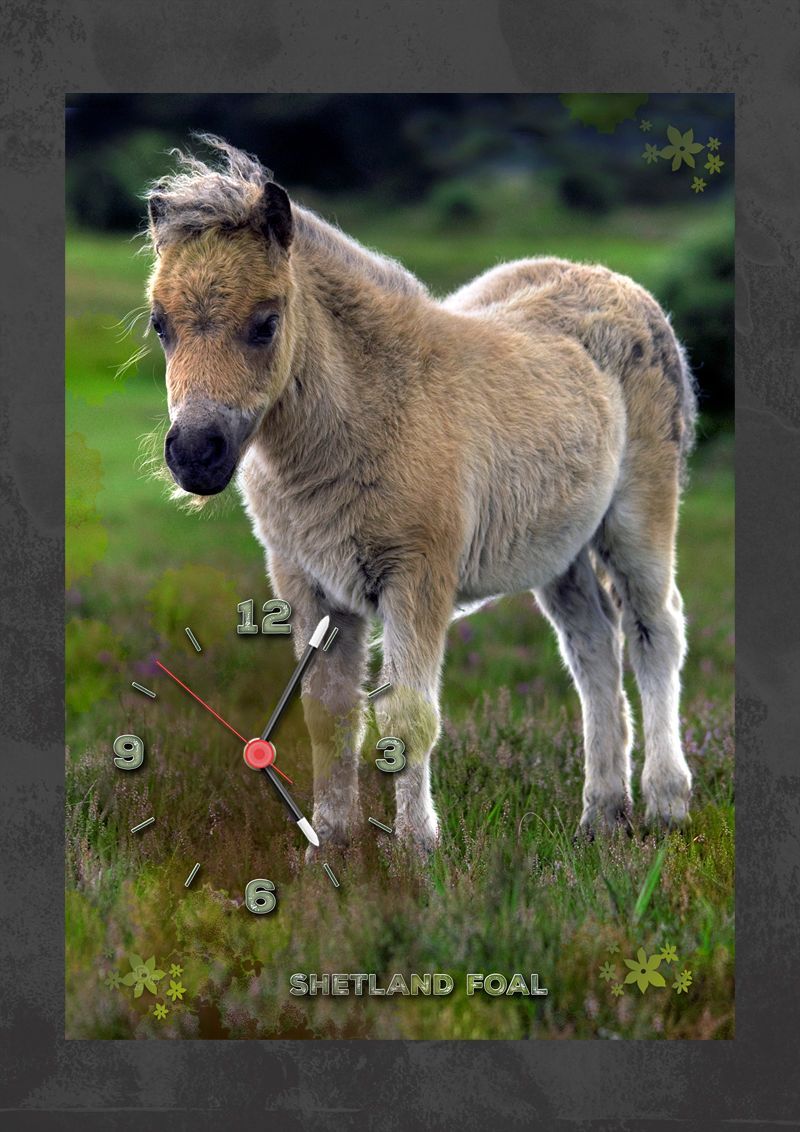 A portrait format of a shetland foal in evening light. Photographed early summer.