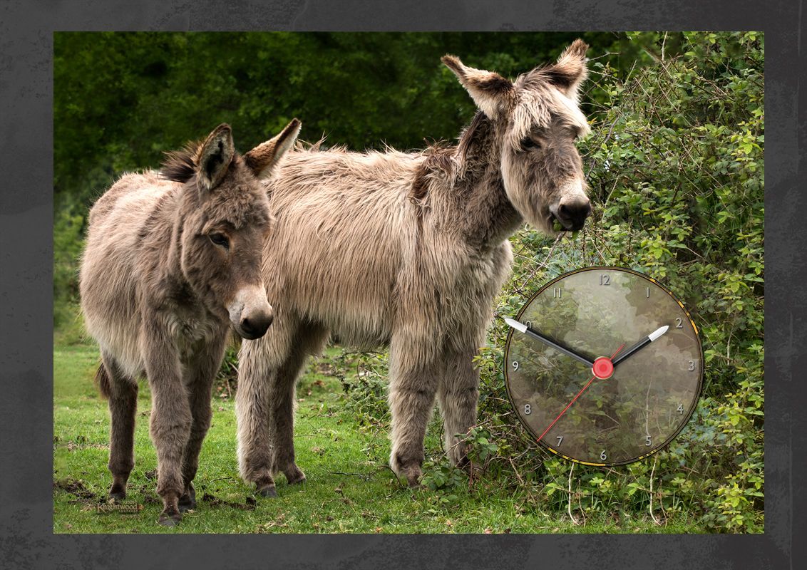Two donkeys clock. Photograph of two donkeys walking in the Forest.