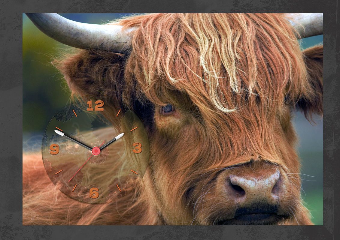 Bad hair days happen clock. Close up photograph of a Highland Cow with curly untidy hair over her face.