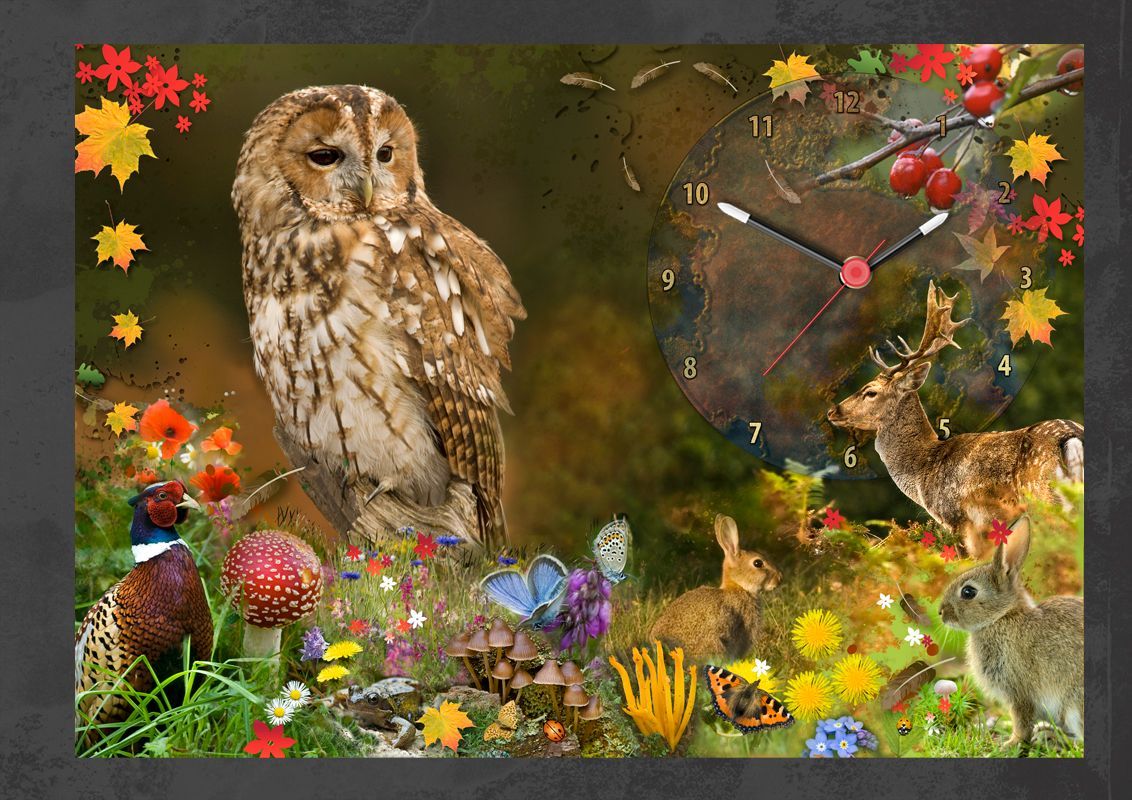 Forest friends clock. A composite of a number of animal and flora images that I have taken throughout the autumn months composited into a colourful clock design. 