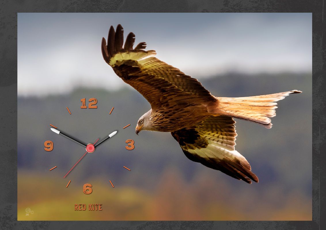 Red Kite clock. Once a rare bird to see, it is now fairly common outside Wales.  This is a photograph of a Kite spotted near home.