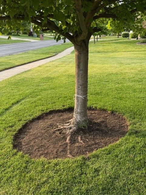 Tree trunk in a mulched circle in green grass on a sunny day near a sidewalk.