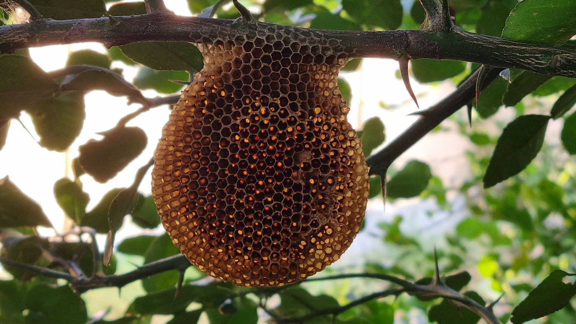 Honeycomb attached to a thorny branch, lit from behind, showing cells; surrounded by green leaves.