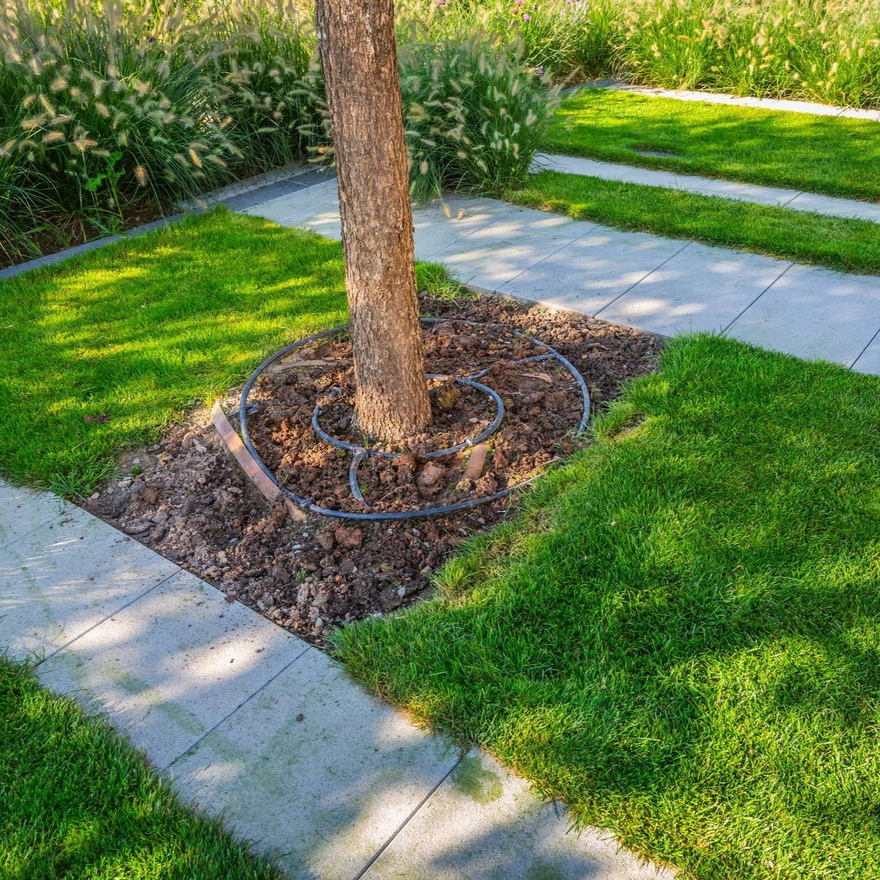 Tree trunk surrounded by mulch and irrigation, set within a grid of concrete and green grass.