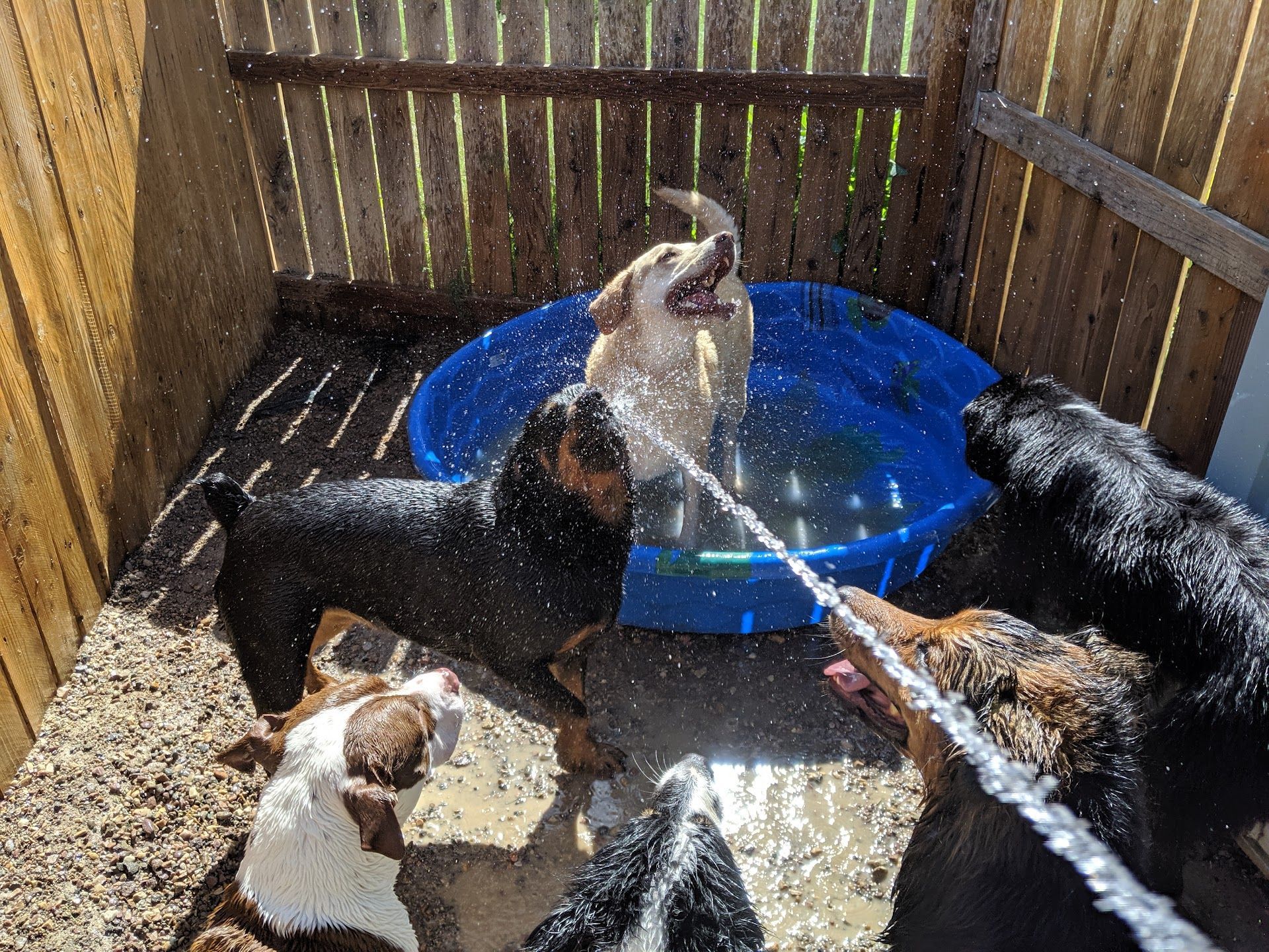 A light-colored dog stands in a blue plastic pool while several other dogs play outside in a stream of water.