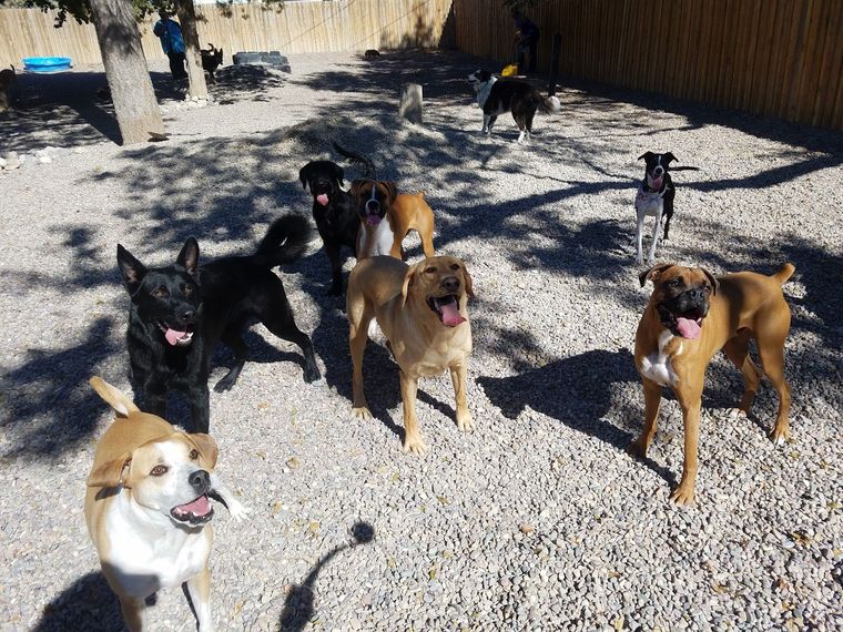 A group of dogs of various breeds and colors playing together in a sunny, gravel-covered dog park.