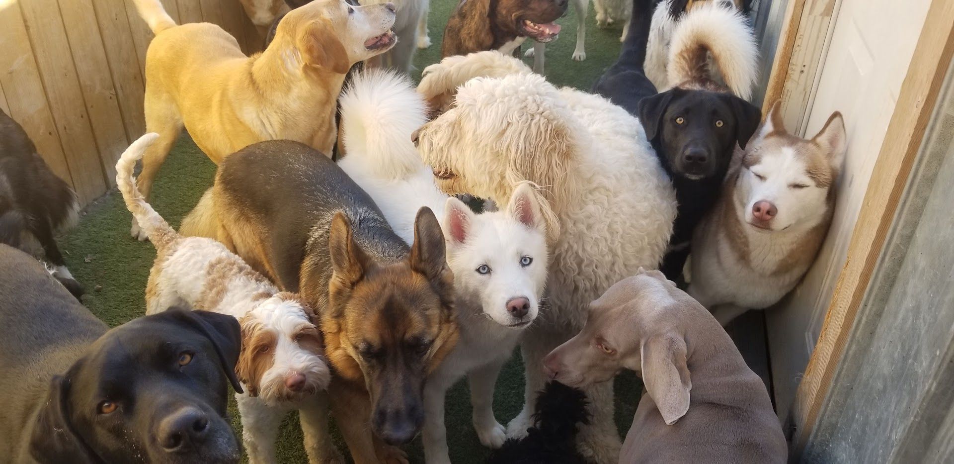 A large, diverse group of dogs of various breeds and colors gathered closely together in an outdoor kennel.