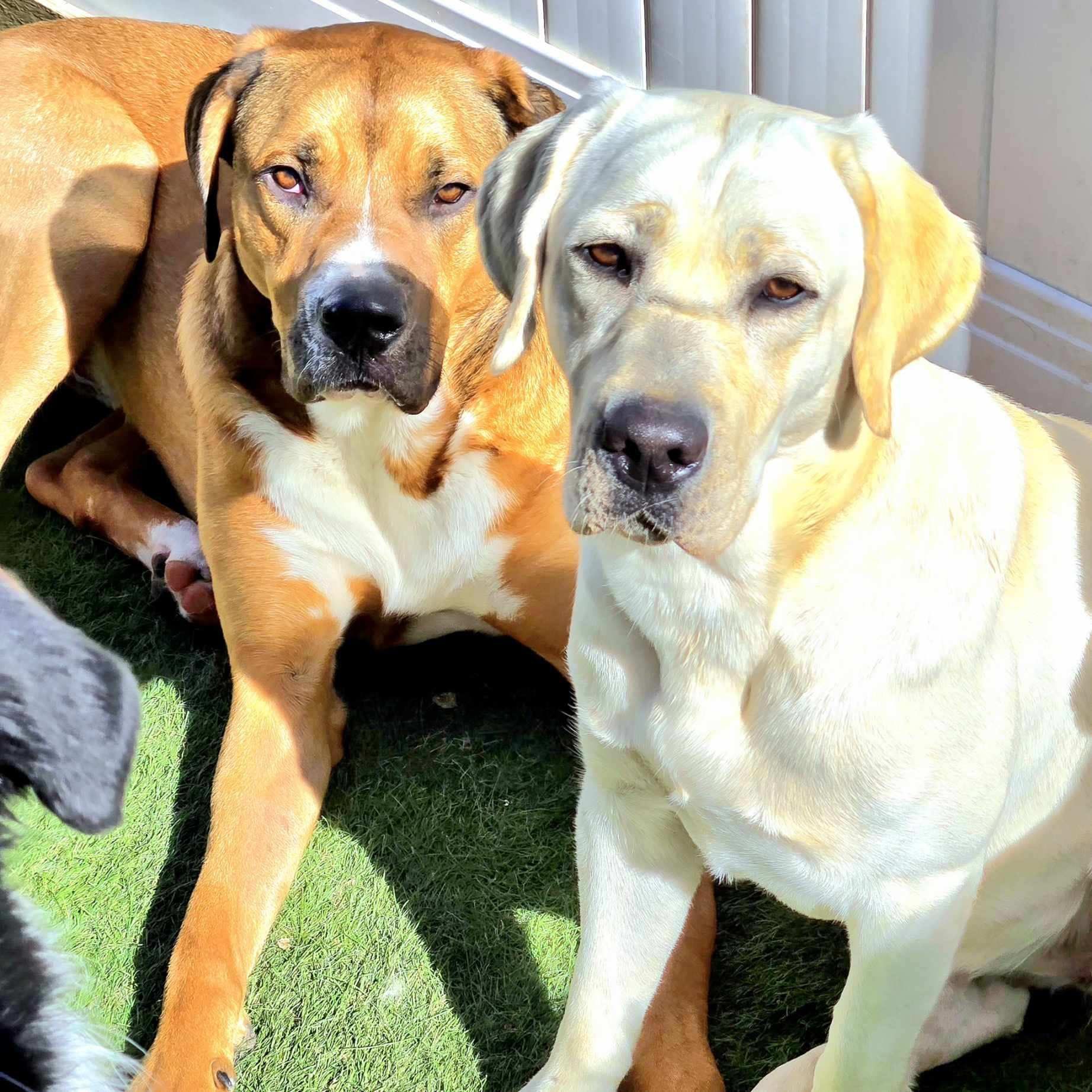 A tan and white dog and a yellow Labrador sit closely together on green artificial grass.