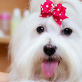 A person grooming a small, white Maltese dog with a pink bow on its head at a salon.