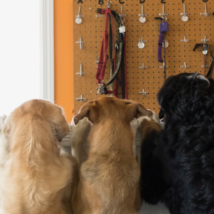 Several dogs in a colorful doggy daycare stand at a white counter, while others look on in the foreground.