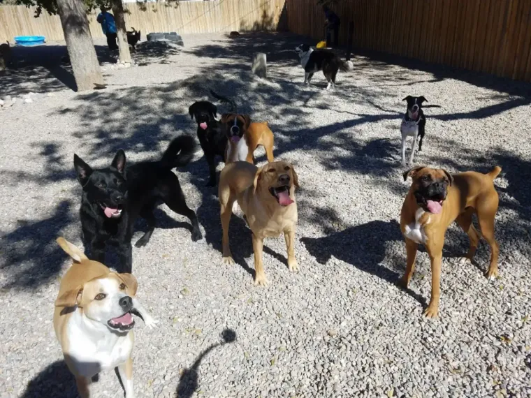 A group of dogs of various breeds and colors playing together in a sunny, gravel-covered dog park.