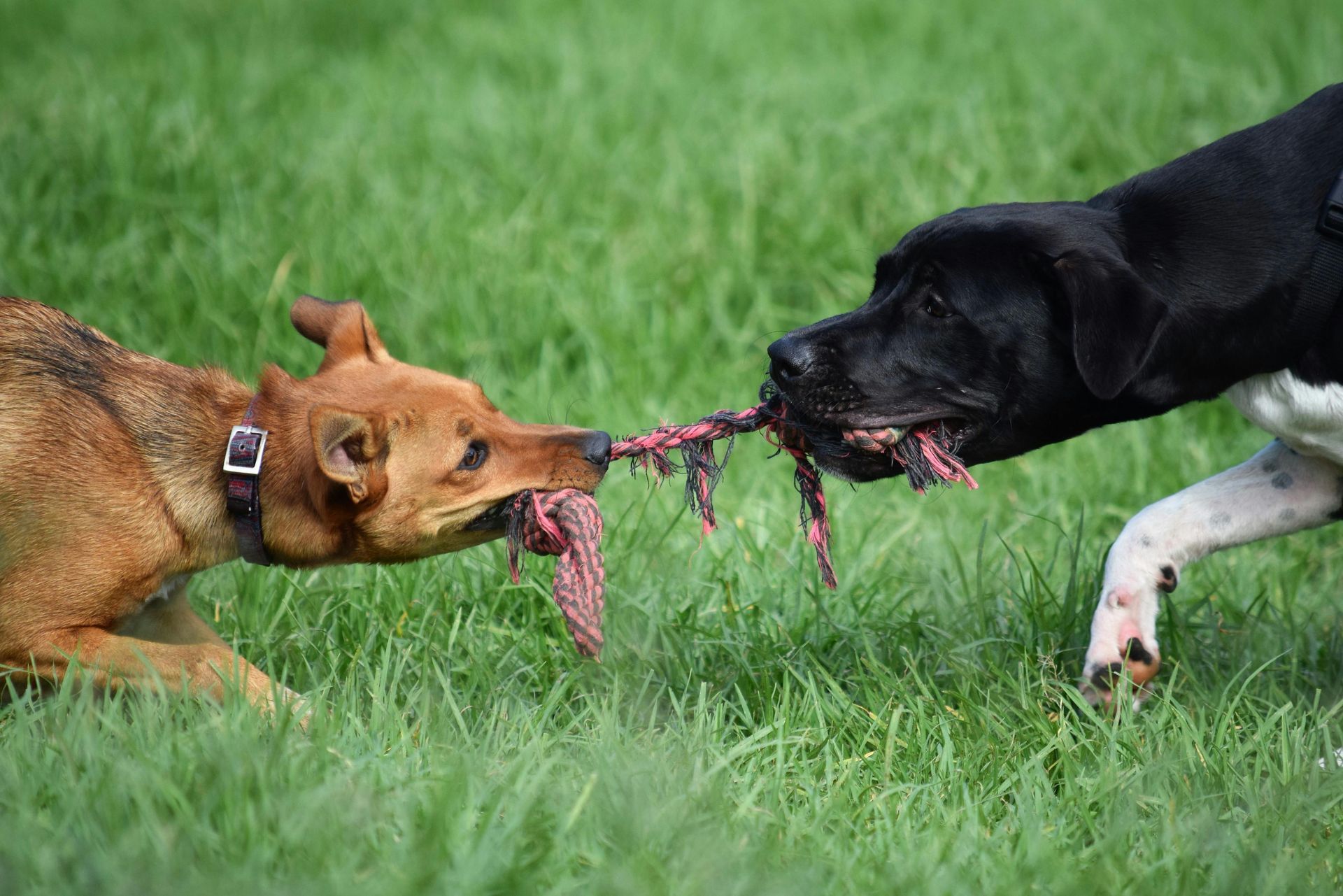 Two dogs tugging on a frayed rope toy in a grassy field.