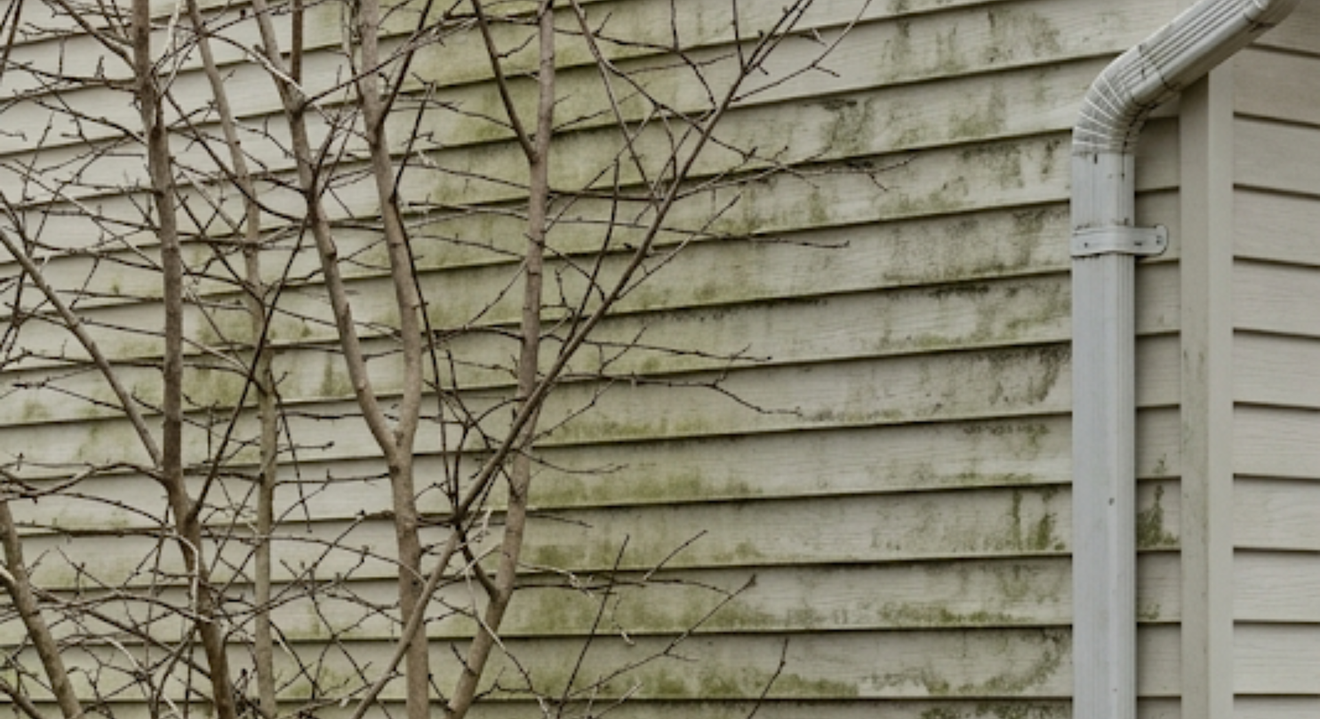 Bare tree branches against beige vinyl house siding beside a gray downspout