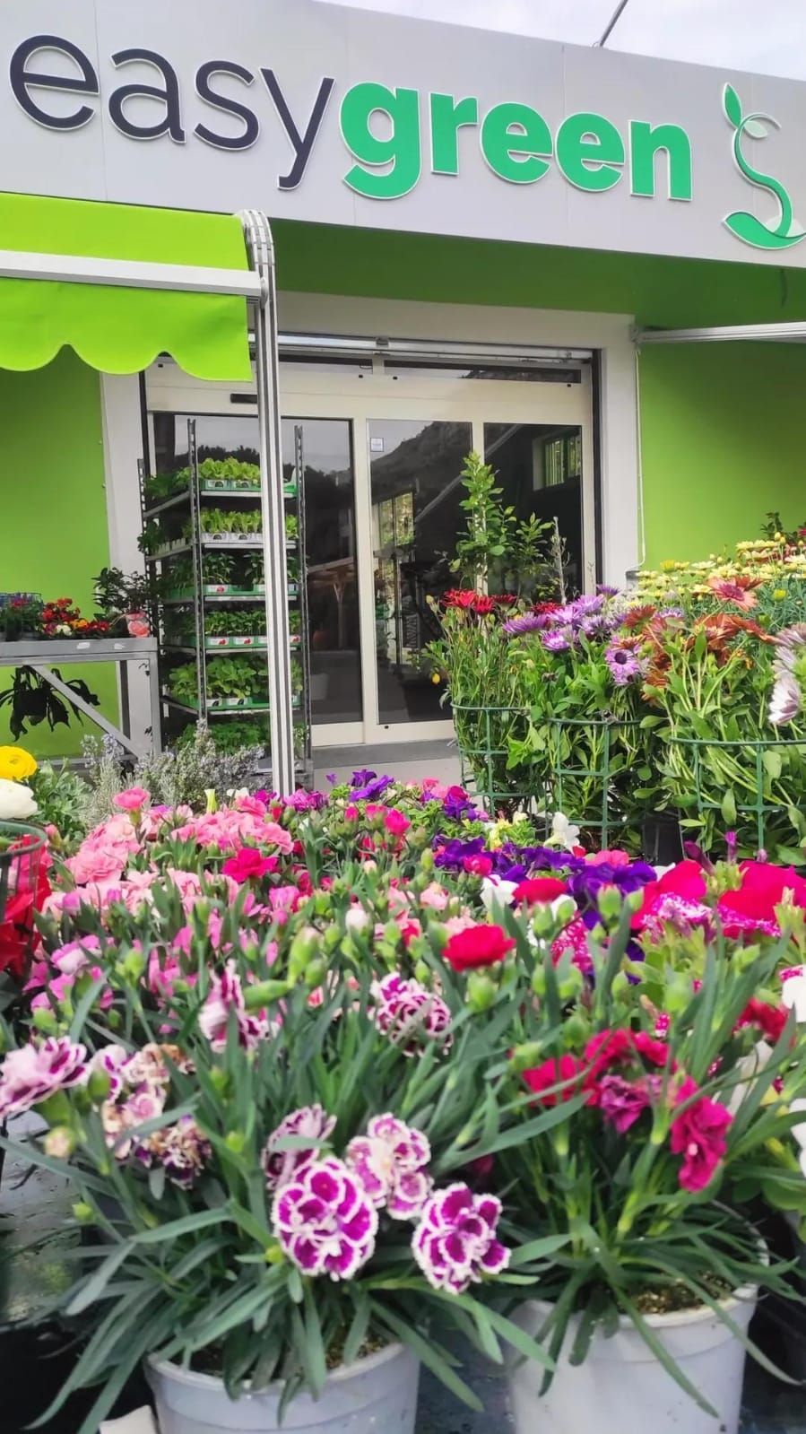 Un negozio chiamato easygreen ha un sacco di fiori davanti
