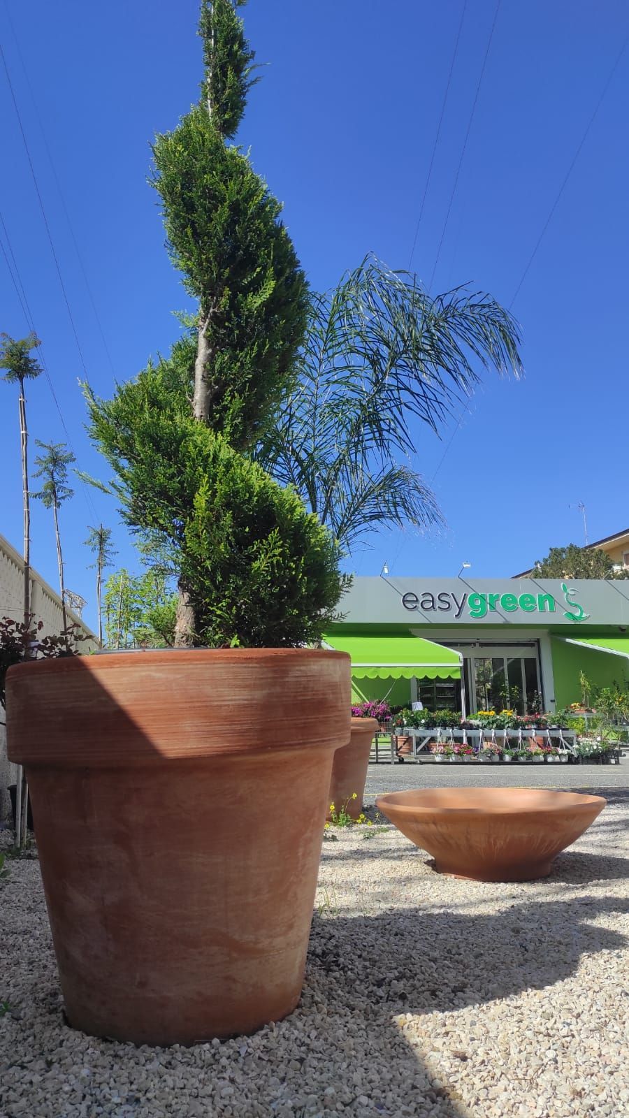 Una grande pianta in vaso si trova di fronte a un negozio chiamato Bee Green