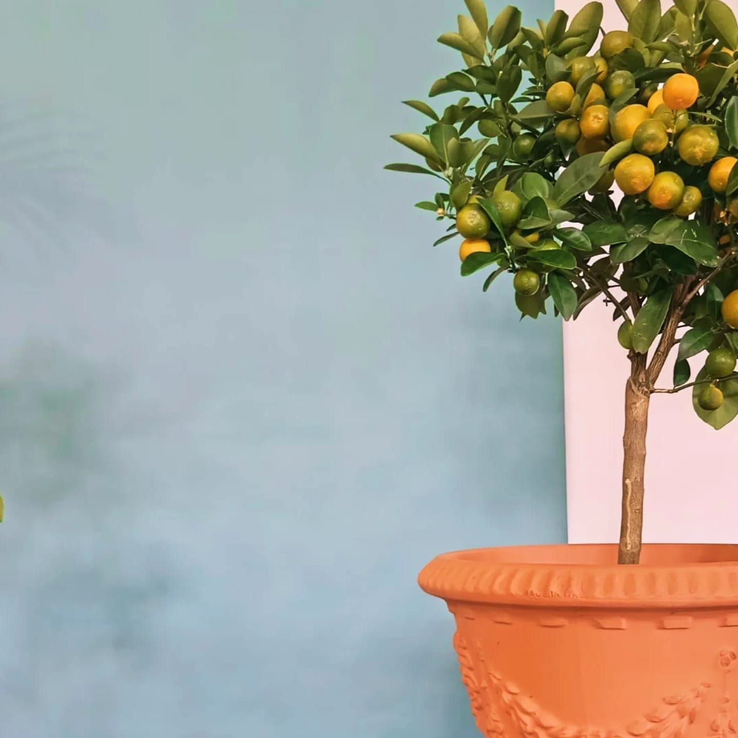 Un piccolo albero in un vaso con sopra dei frutti