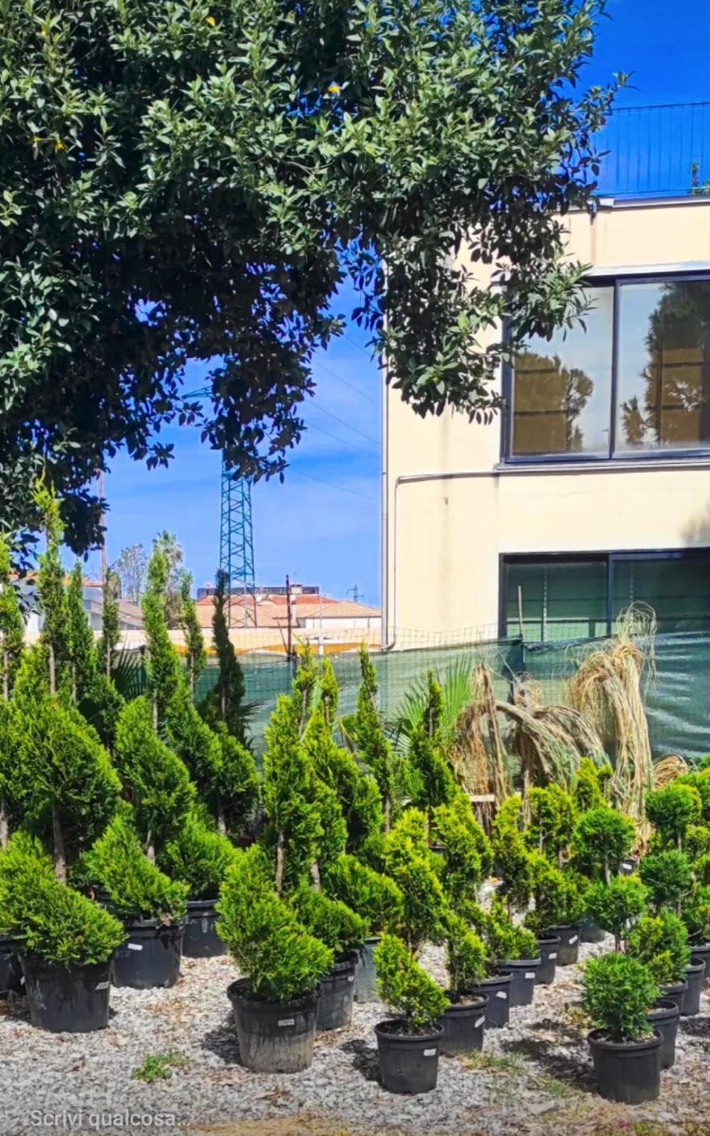 Un gruppo di alberi in vaso davanti a un edificio